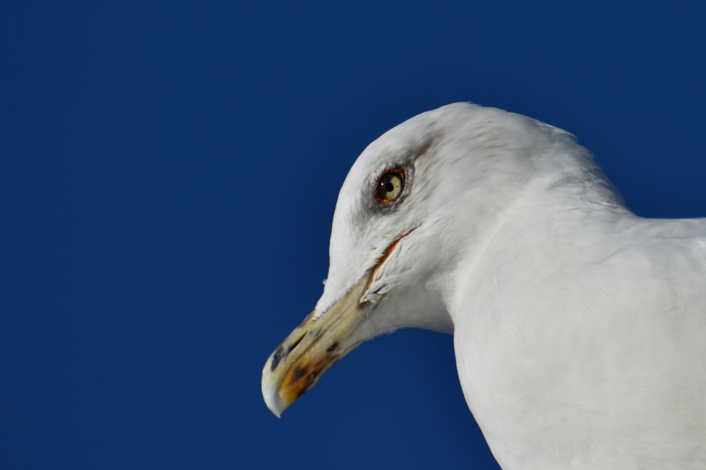 white bird with yellow eyes