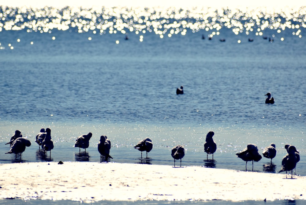 silhouette of birds on beach shore during daytime