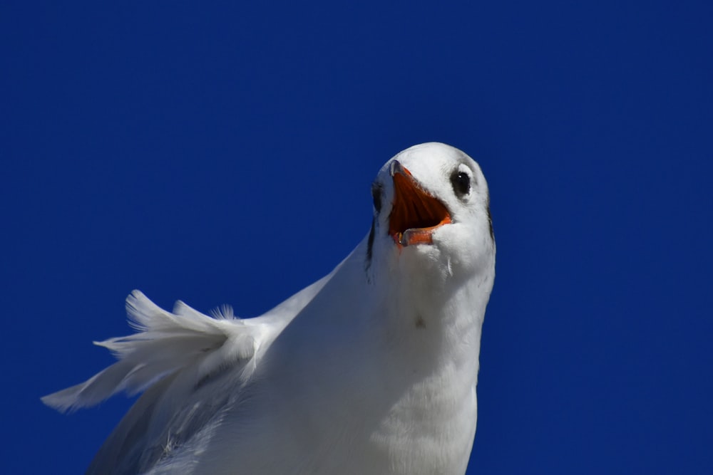 white bird flying during daytime