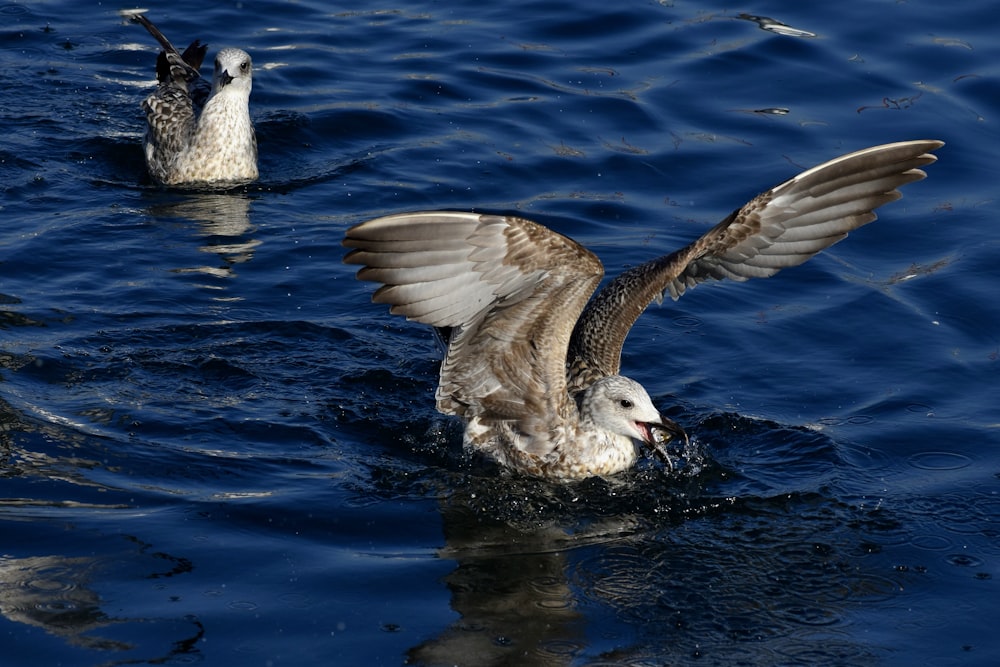 brown and white duck on water during daytime