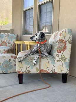 A stylish dog in a playful patterned shirt posing on a sunny patio with colorful cushions.