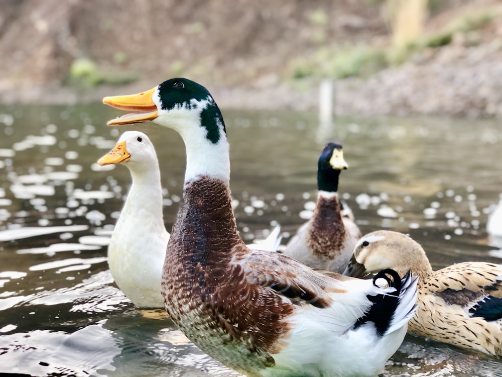 white and brown duck on water during daytime