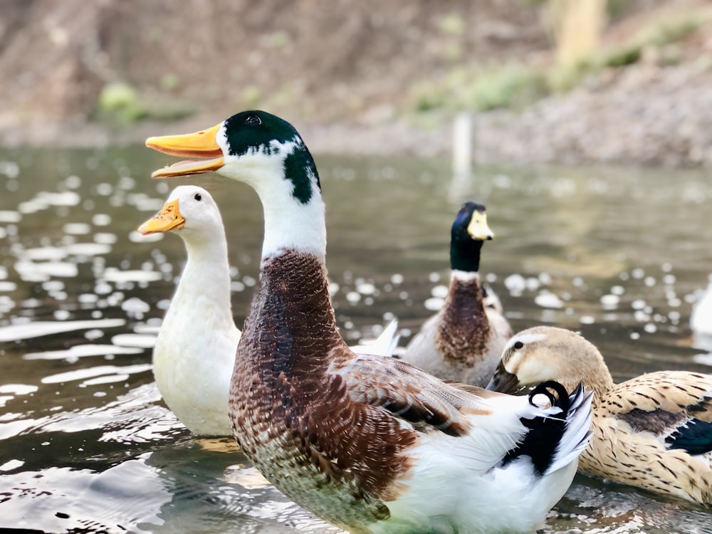 Pato blanco y marrón en el agua durante el día