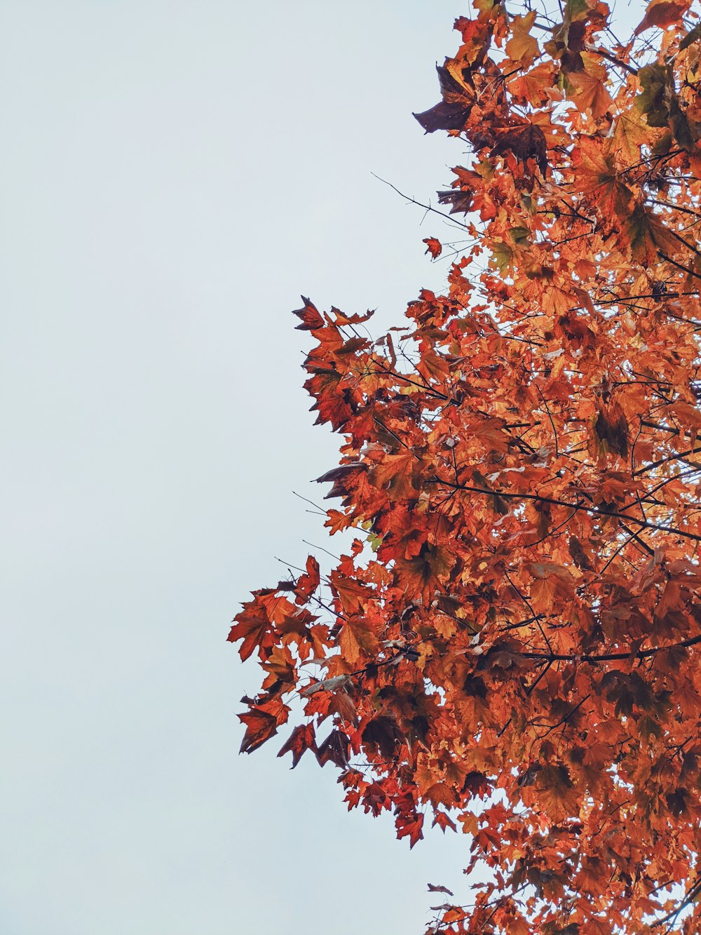 hojas marrones en la rama del árbol