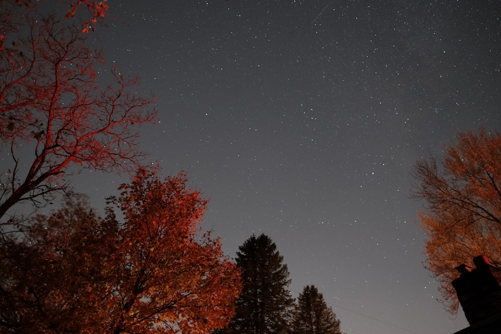 red leaf trees under starry night