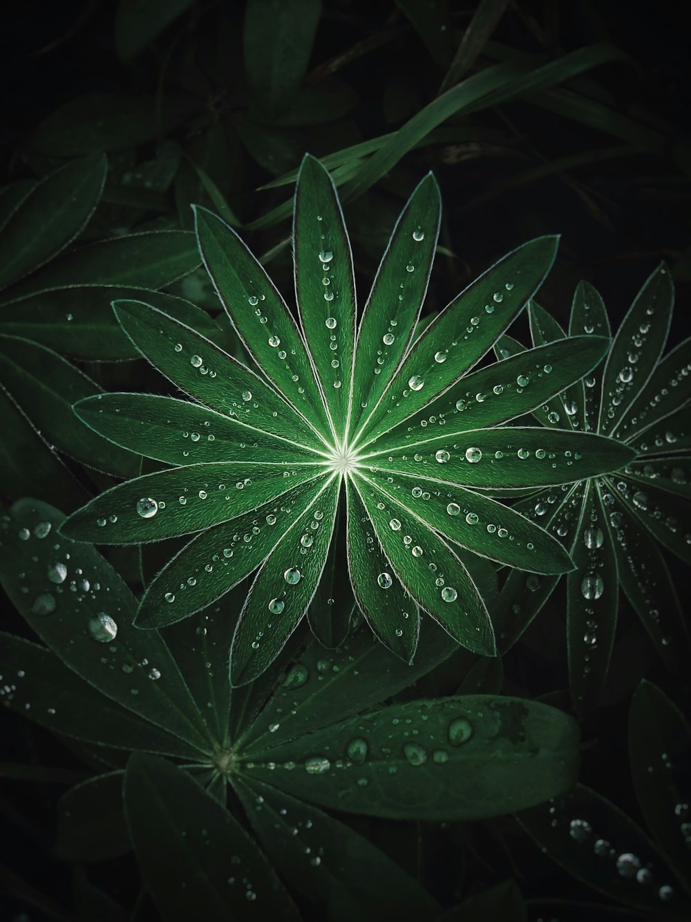 green plant with water droplets