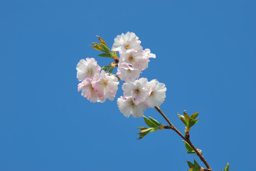 white and pink cherry blossom in bloom during daytime