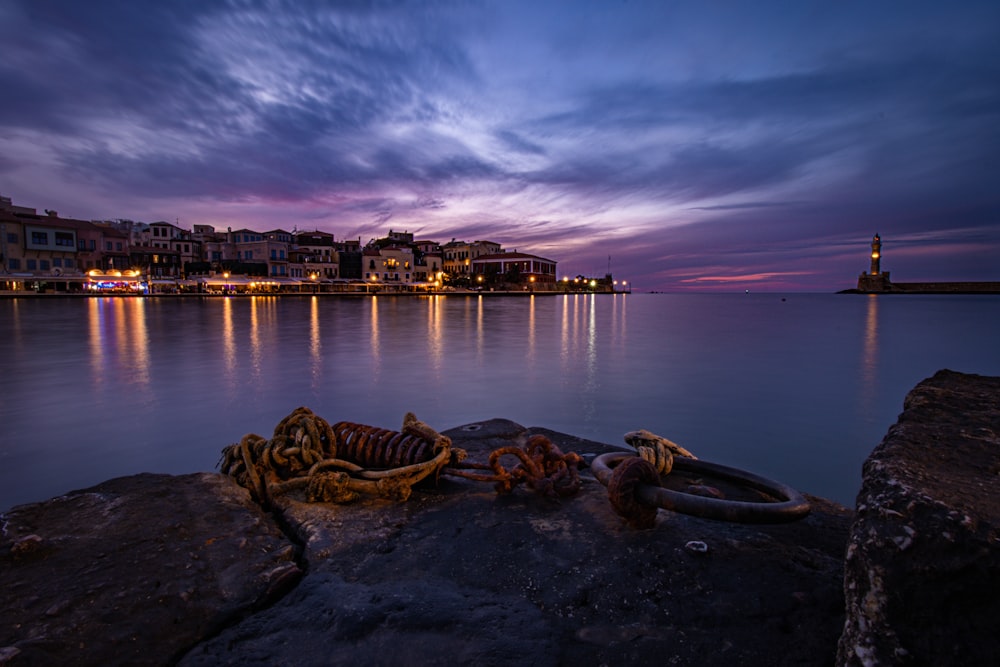 peixes castanhos e cinzentos na costa marítima durante a noite