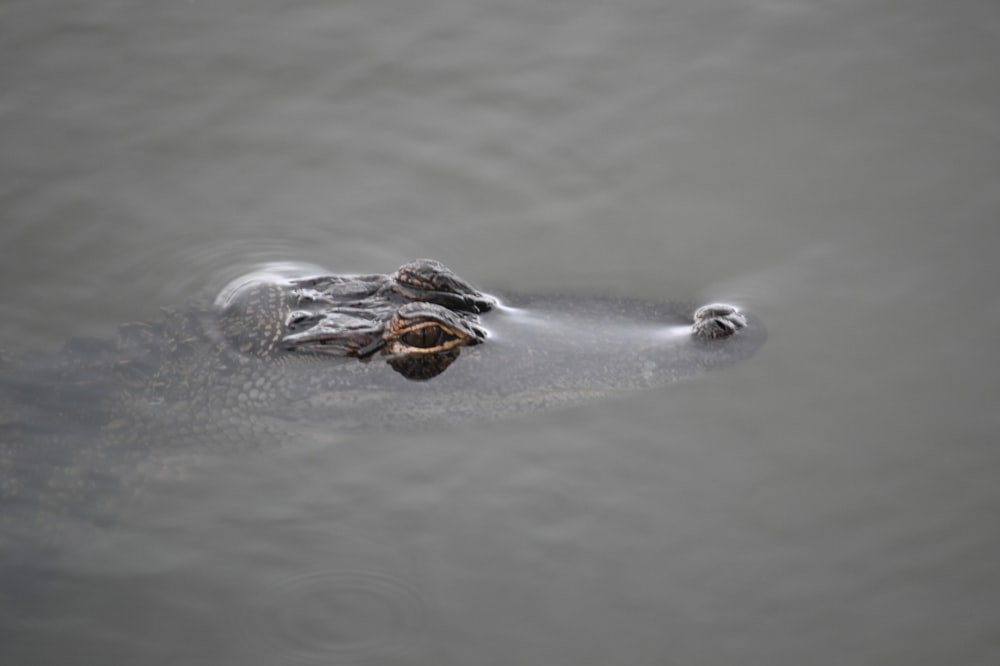 brown crocodile on body of water during daytime