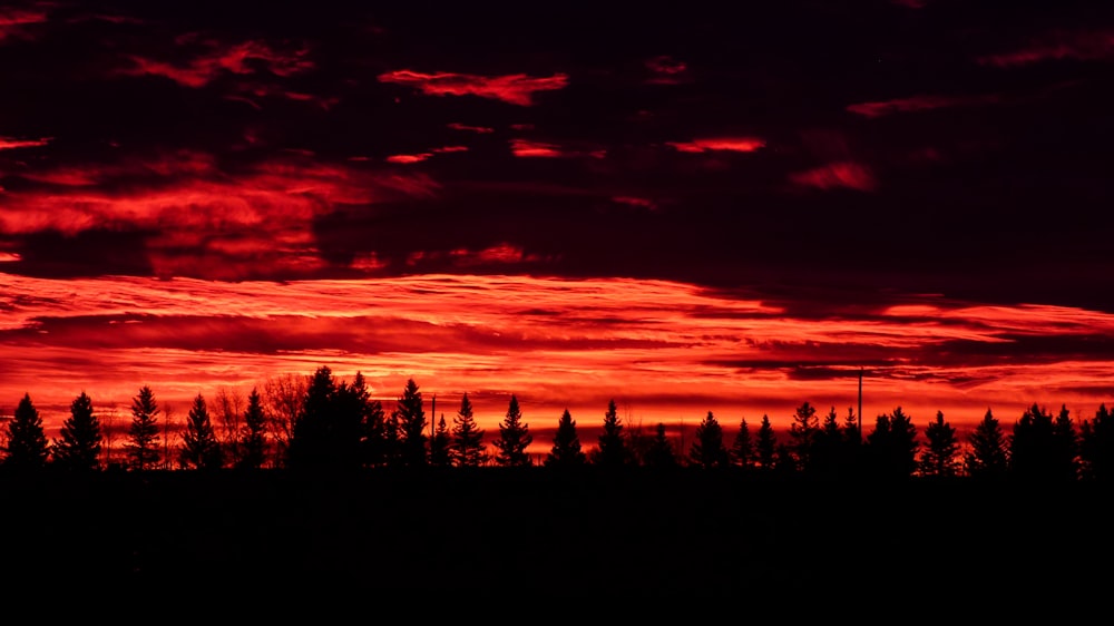 silhouette of trees during sunset