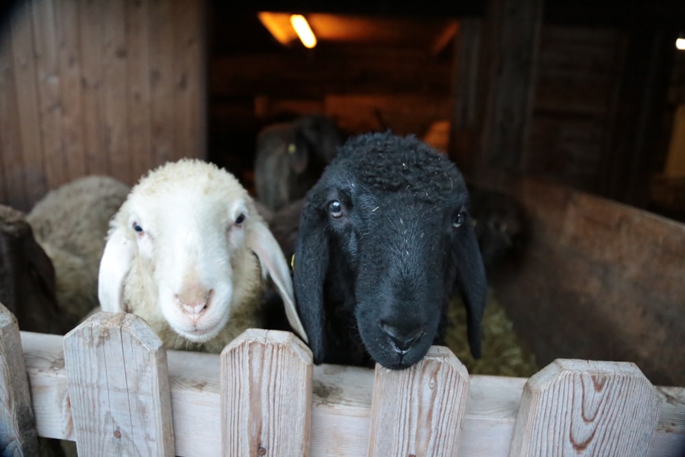 black and white sheep on brown wooden fence