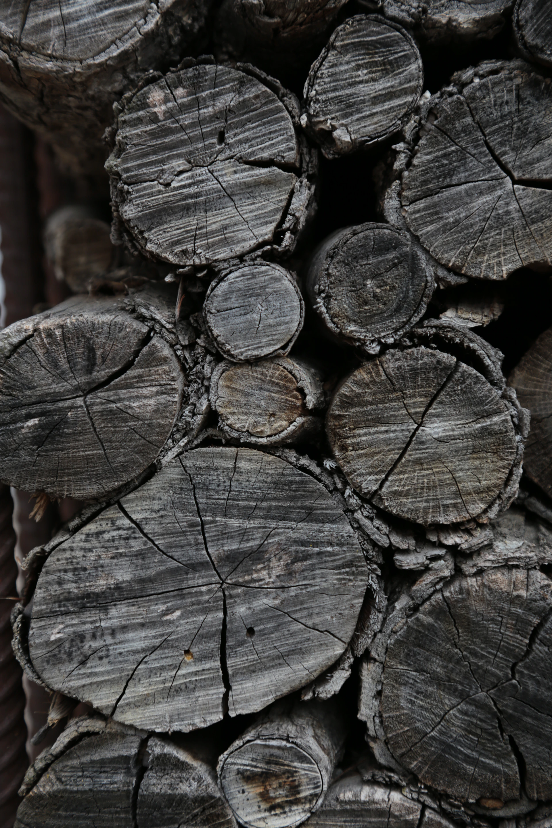 brown and gray wood logs