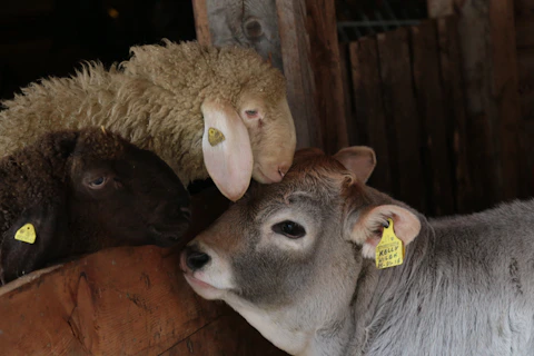 gray and white sheep lying on brown wooden floor
