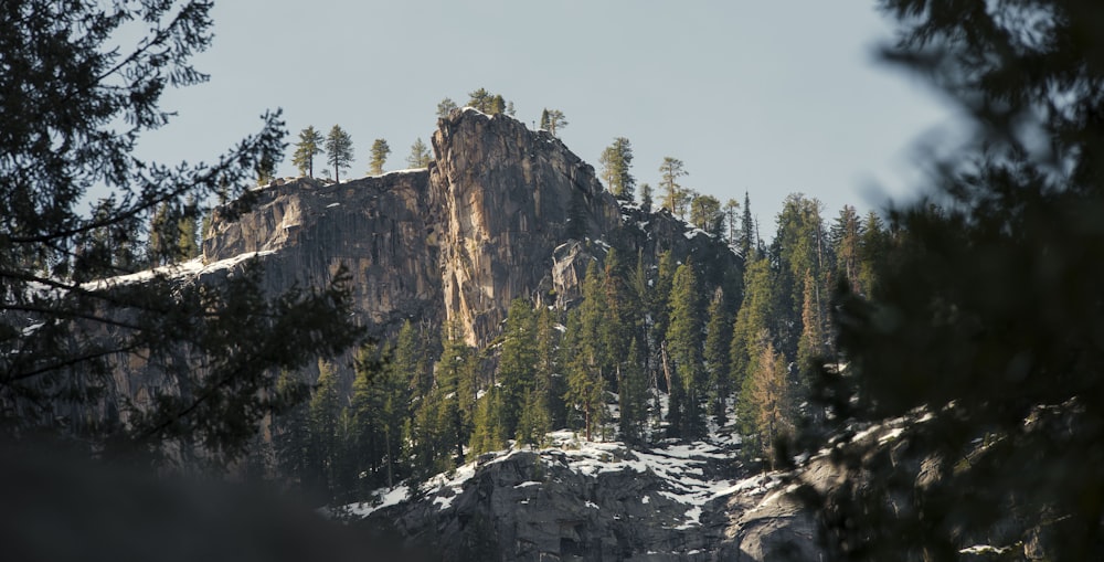 green trees on mountain during daytime