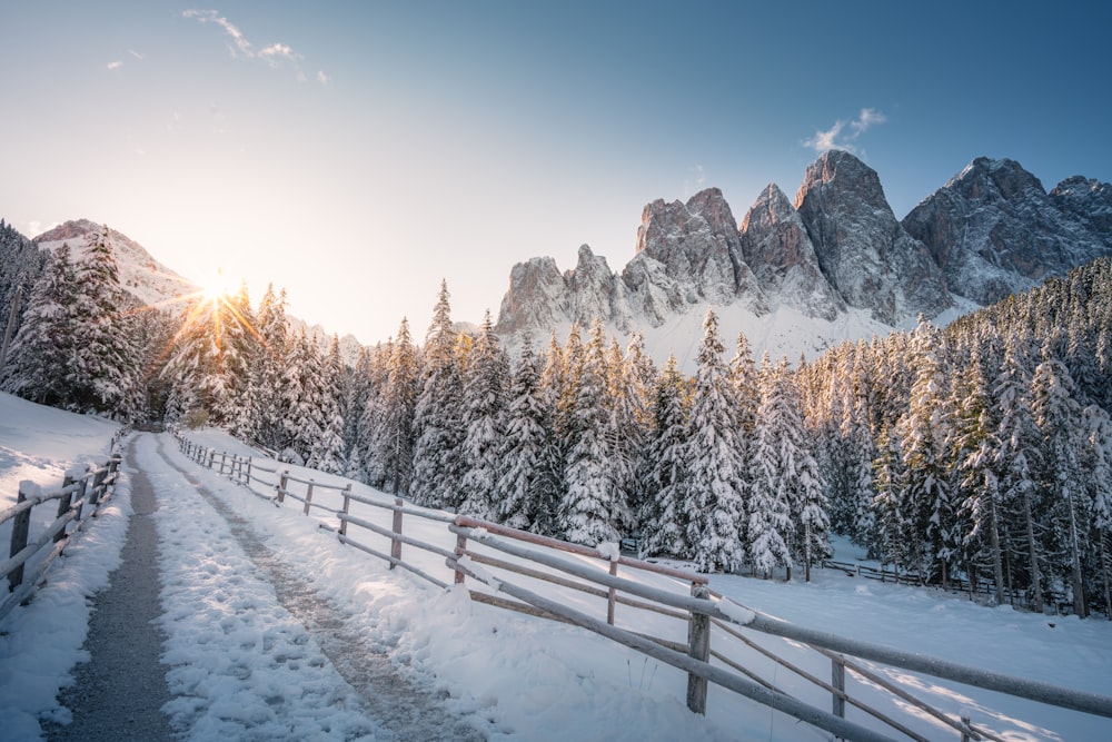 snow covered trees and mountains during daytime