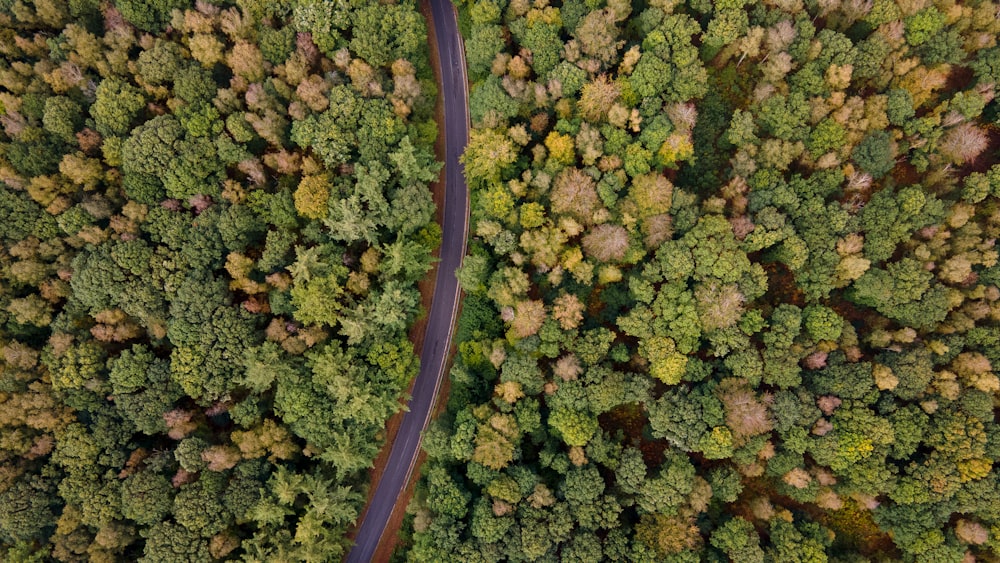 aerial view of green trees