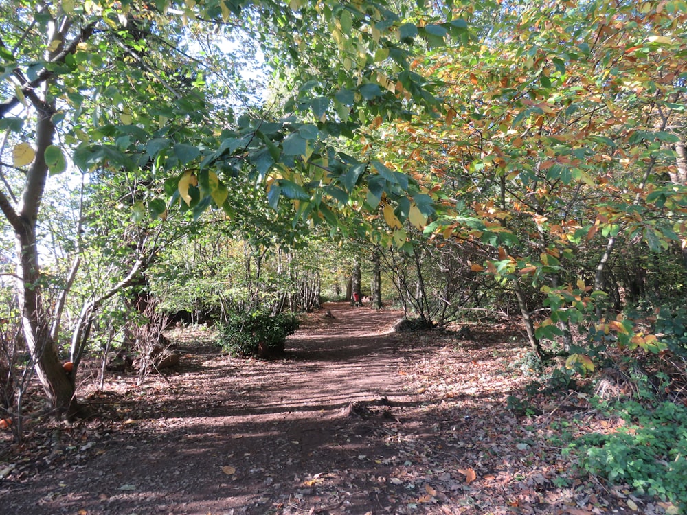 green tree with brown leaves