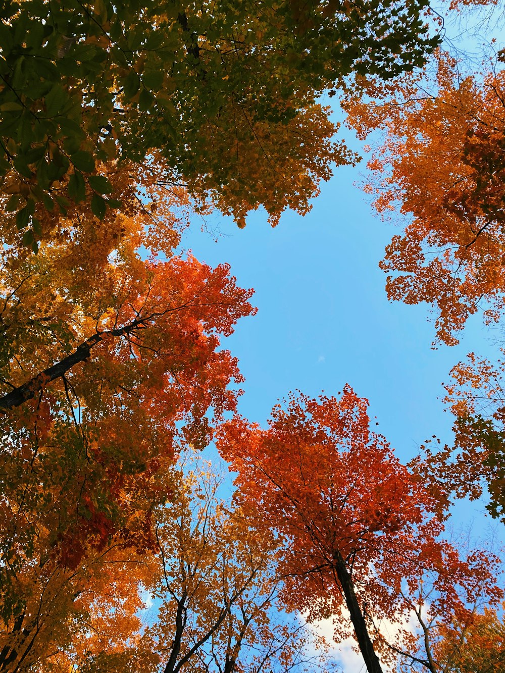 green and brown leaf trees under blue sky during daytime