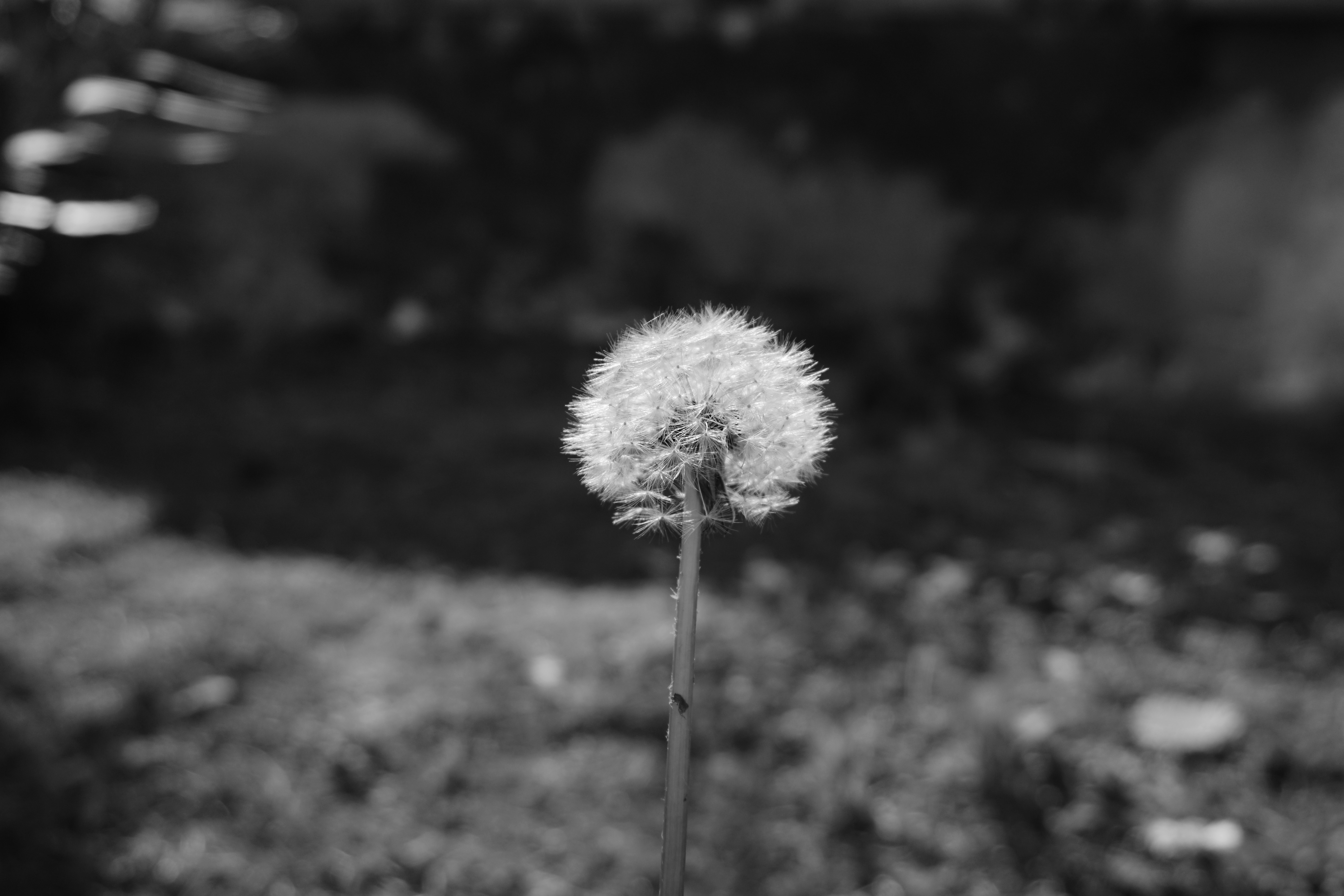Photo by rickylore24