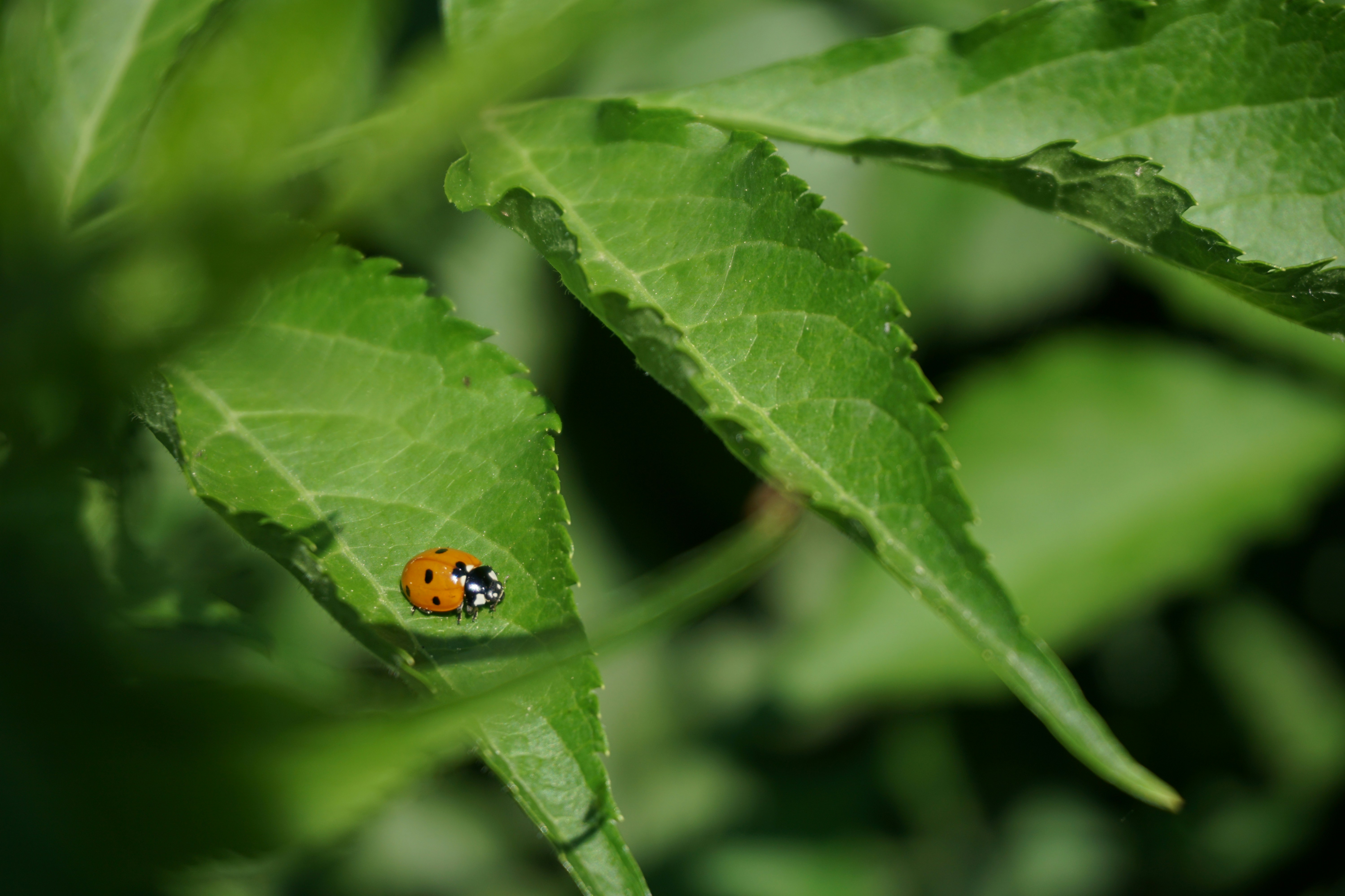 Photo by rickylore24