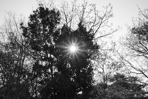Sunlight beams through the dense foliage of a tree in a forest, creating a striking starburst effect. Surrounding trees have fewer leaves, indicating a transition in seasons. The black and white color scheme adds a dramatic and timeless feel.