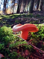 A vibrant orange mushroom with a smooth cap and gills underneath, situated on a bed of lush green moss in a forest. Sunlight filters through the tall trees, creating dappled light on the forest floor.