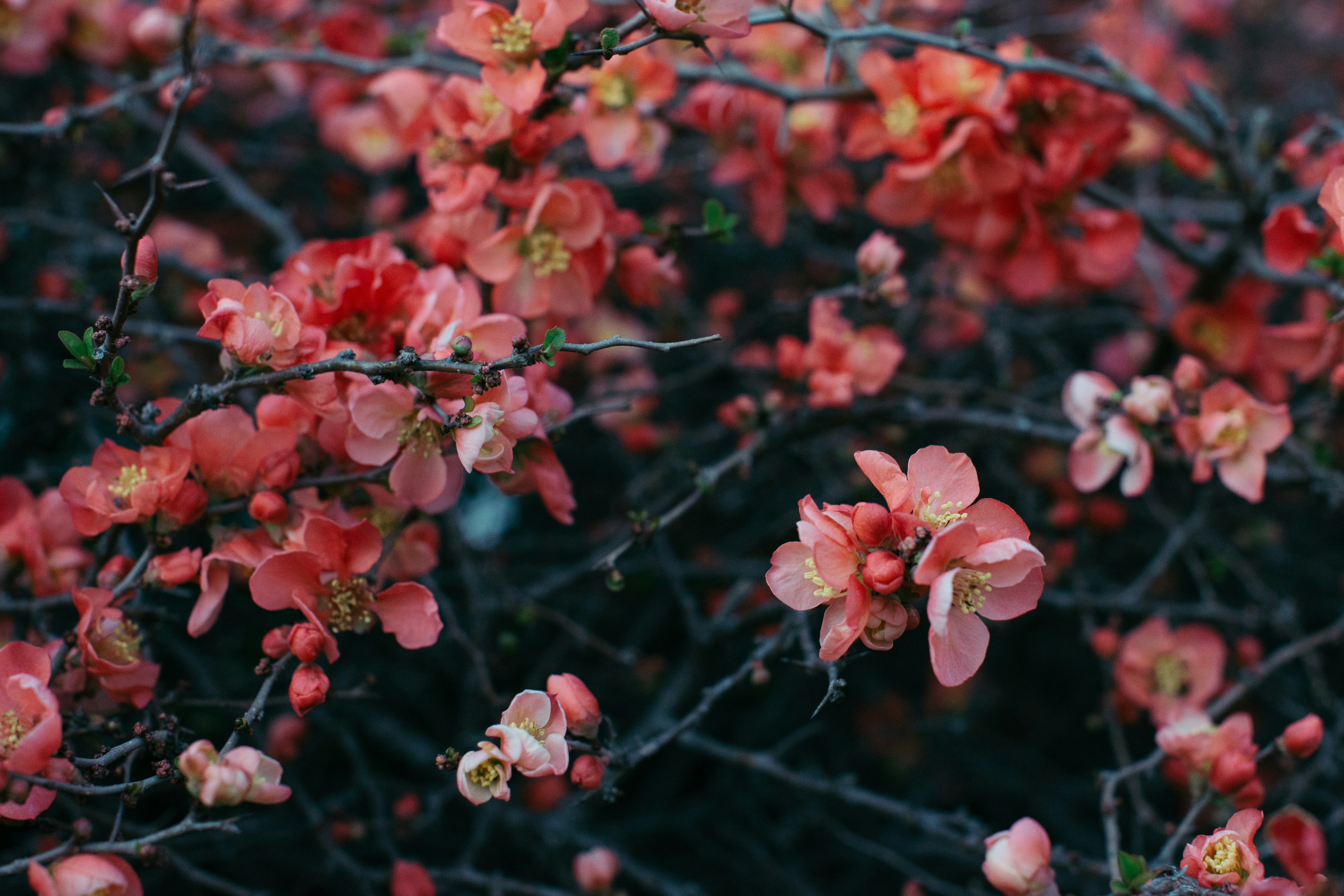 Photo by elladekross