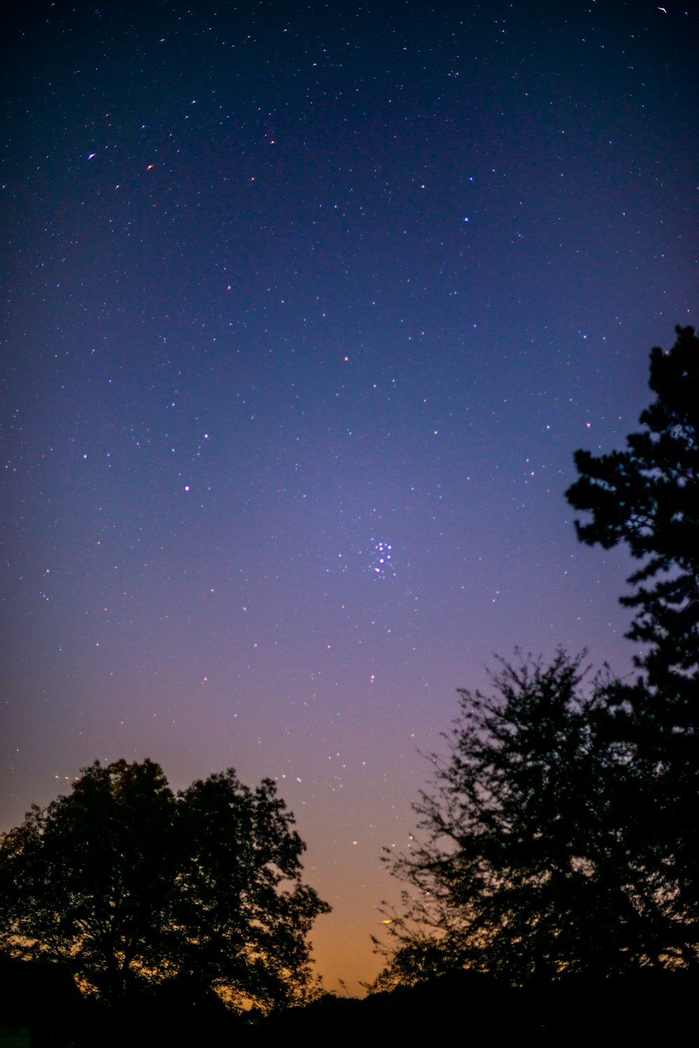 silhouette of trees under blue sky with stars during night time
