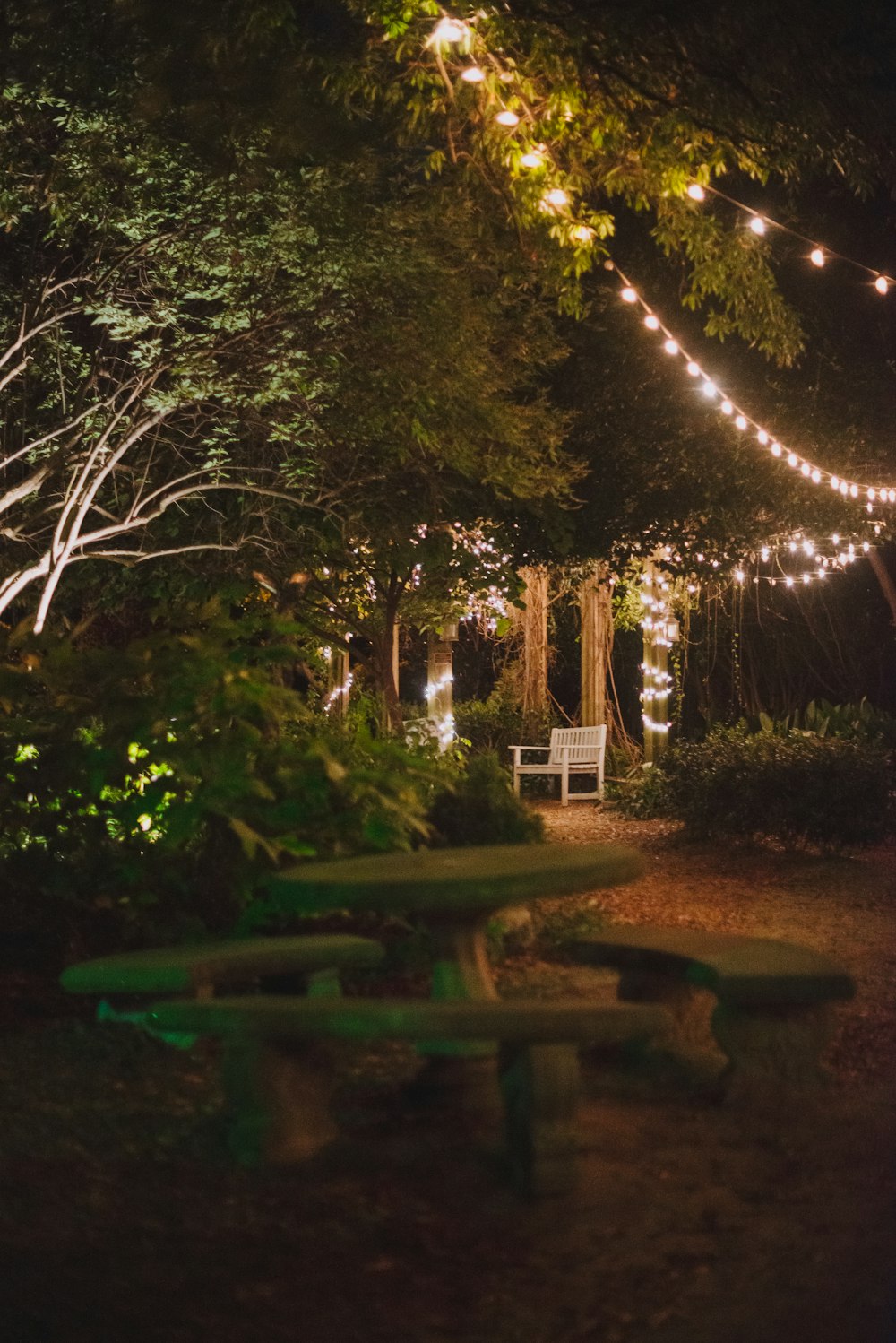 green wooden bench near green trees during night time