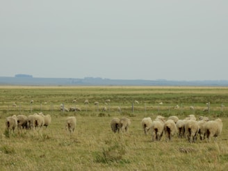A pastoral scene featuring a flock of sheep grazing on a wide, open grassy field. The landscape is expansive with rolling fields in the background, separated by a fence. The sky is overcast, contributing to a subdued atmosphere.