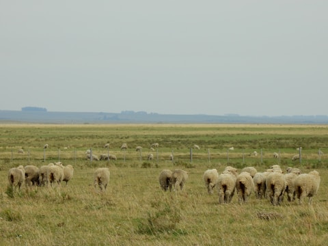 A pastoral scene featuring a flock of sheep grazing on a wide, open grassy field. The landscape is expansive with rolling fields in the background, separated by a fence. The sky is overcast, contributing to a subdued atmosphere.