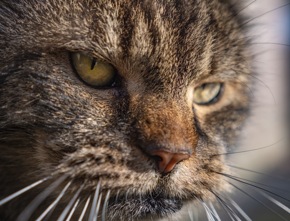 gato atigrado marrón en fotografía de primer plano