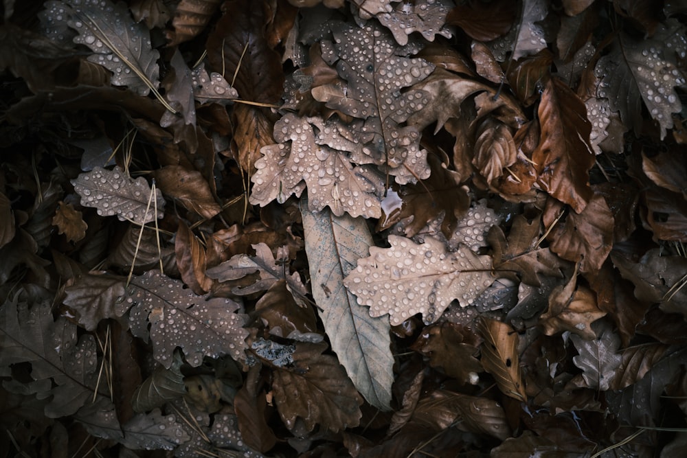 brown dried leaves on ground