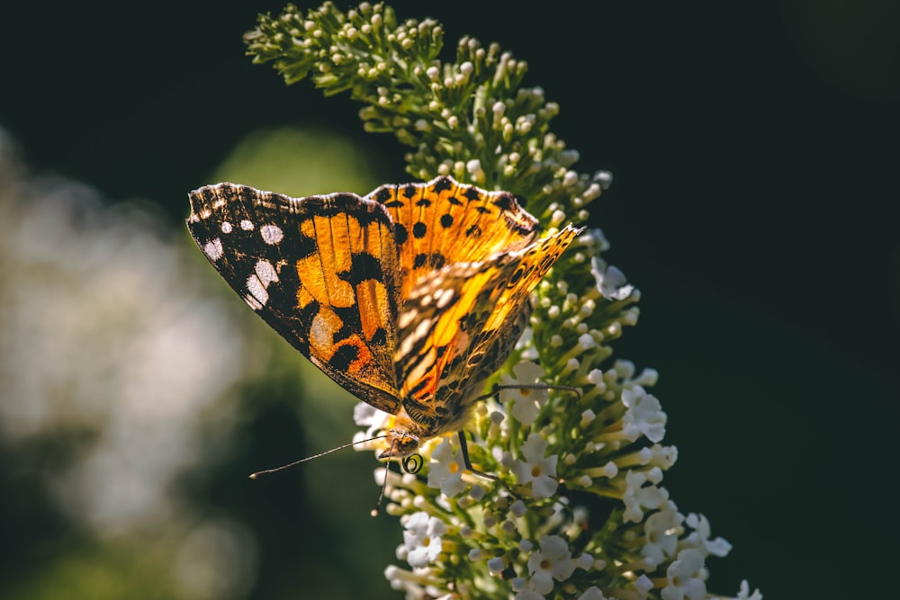 brown and black butterfly perched on green plant