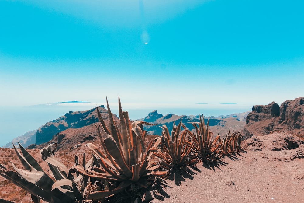 green cactus plant on brown sand during daytime