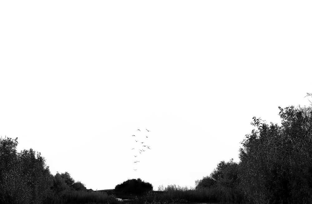 black and white trees under white sky