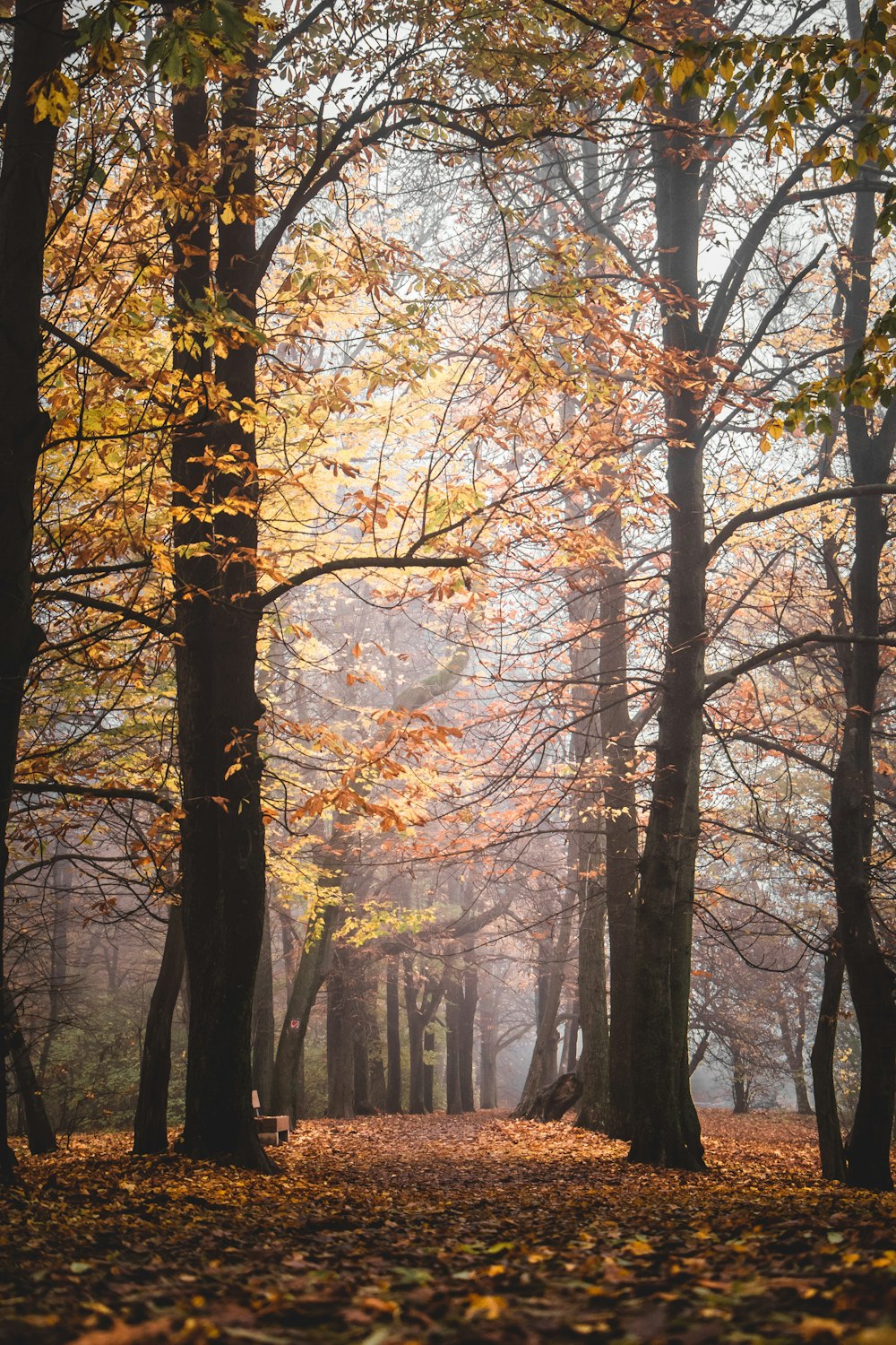 brown trees with yellow leaves