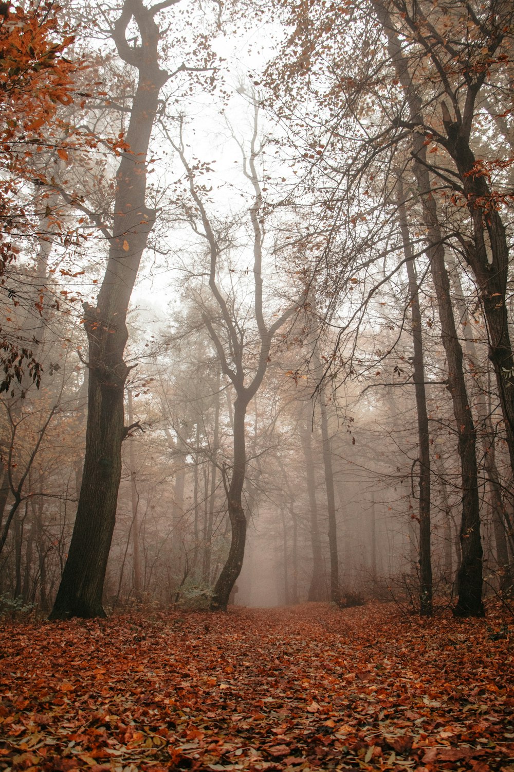 brown trees on brown field during daytime