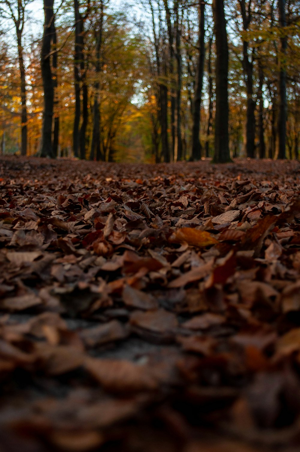 brown dried leaves on ground during daytime