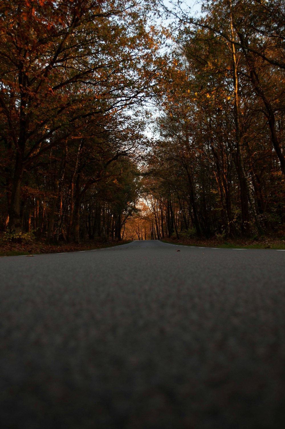 gray road between brown trees during daytime