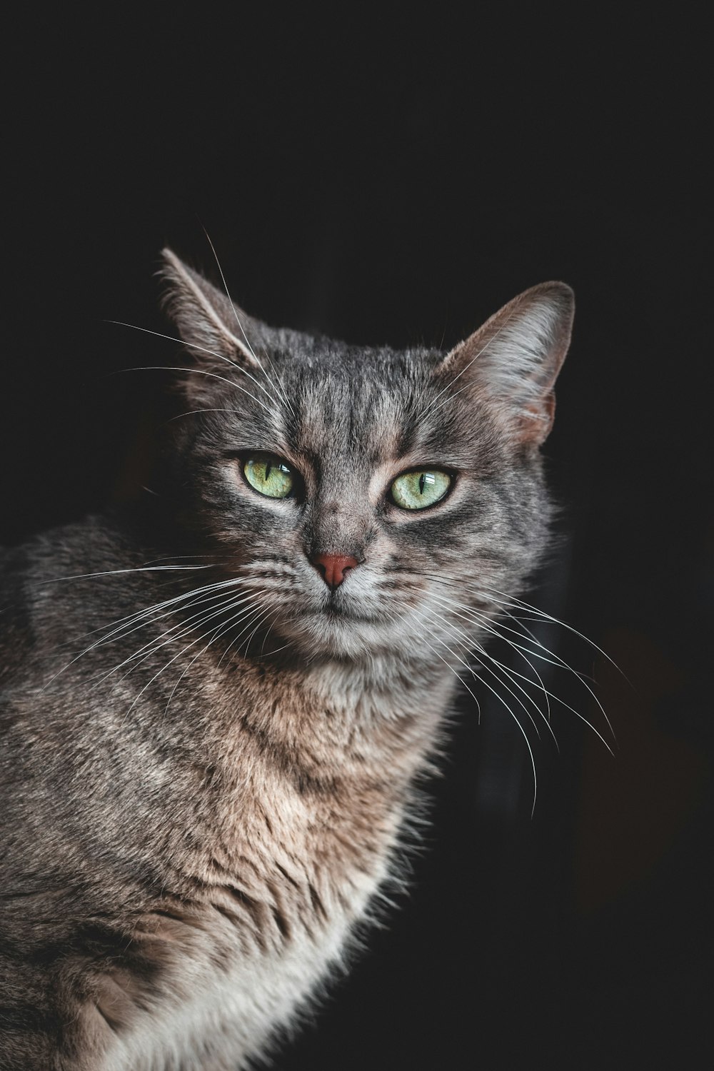 brown tabby cat in black background