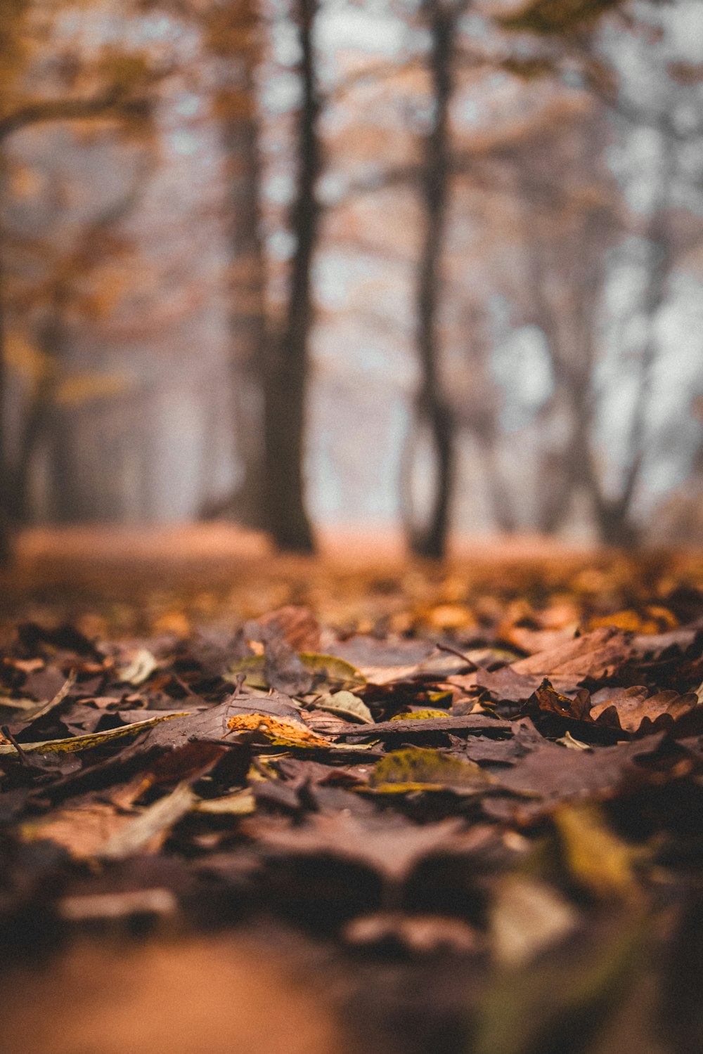 brown dried leaves on ground