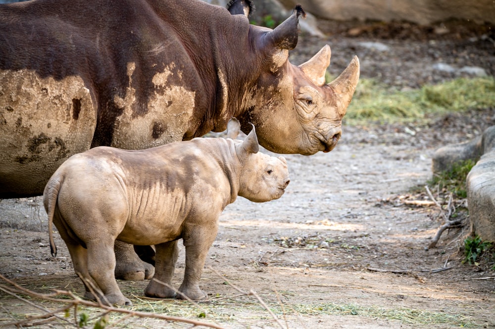 brown rhinoceros walking on brown field during daytime