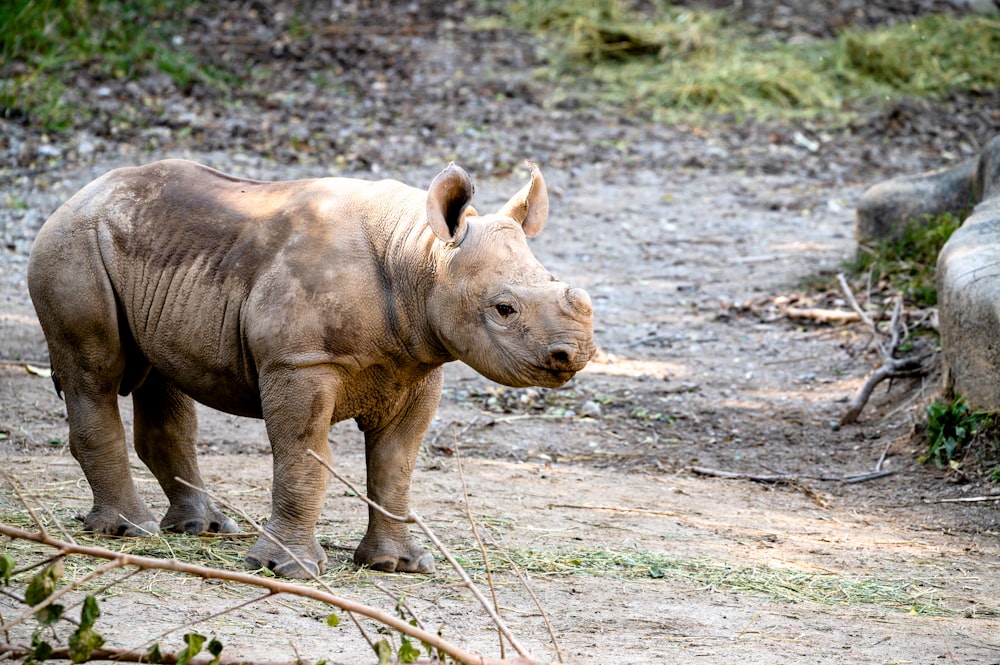 brown rhinoceros on brown soil