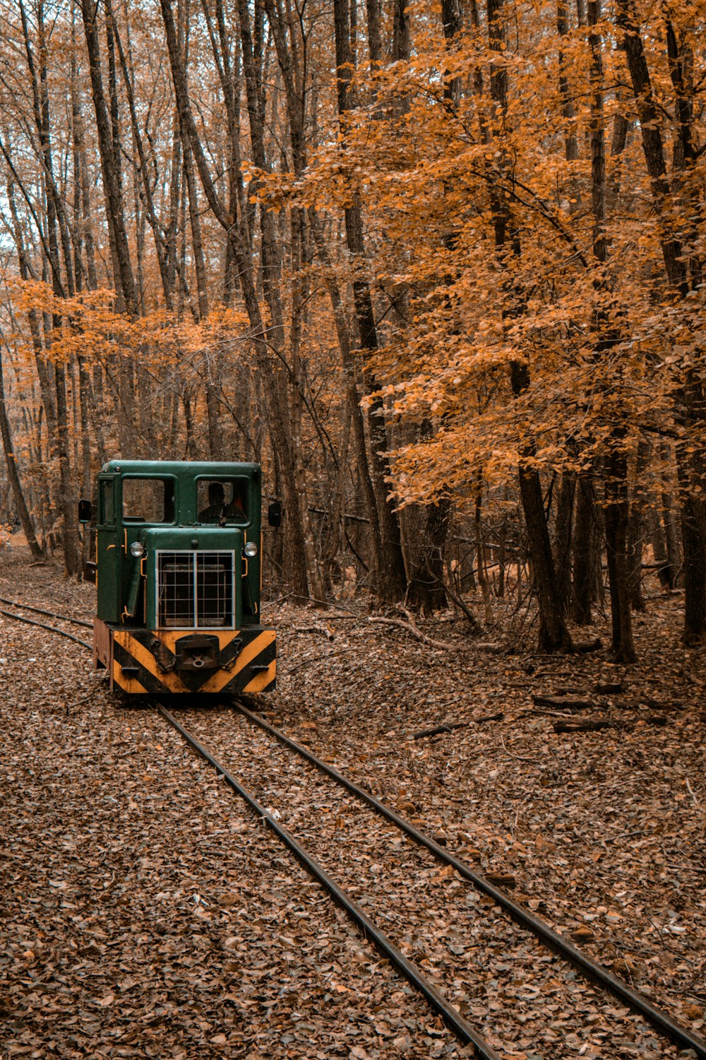 yellow and green train in the woods