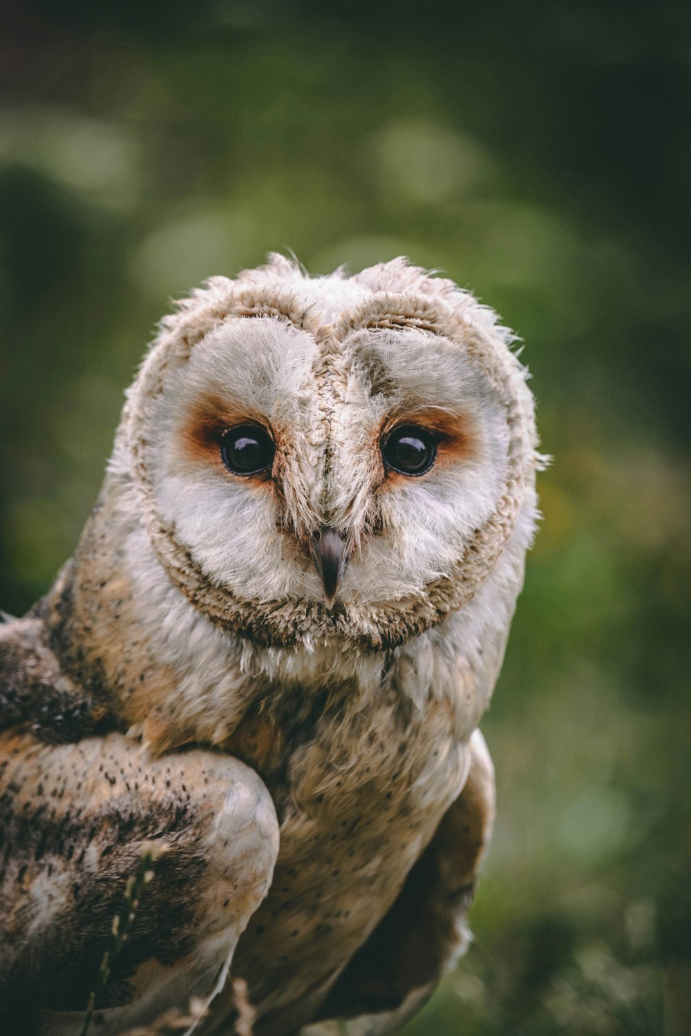 hibou brun et blanc en gros plan