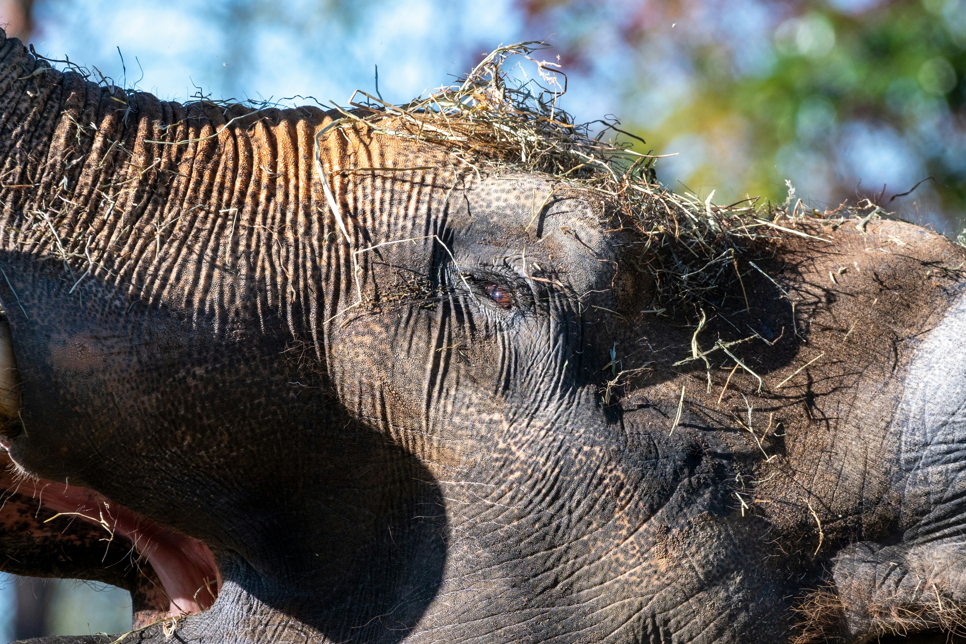 Elefante marrone con elefante bambino
