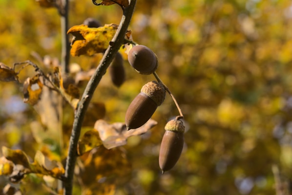 Three acorns hang from a branch surrounded by autumnal leaves with a soft-focus background. The leaves are turning yellow and brown, indicating the season.