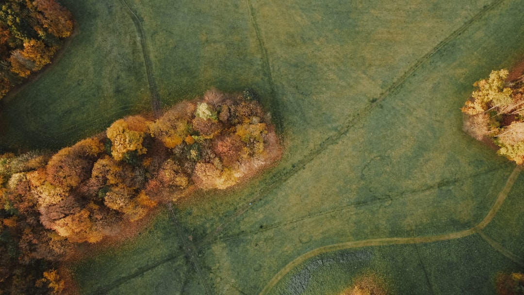 brown and green leaf on green textile