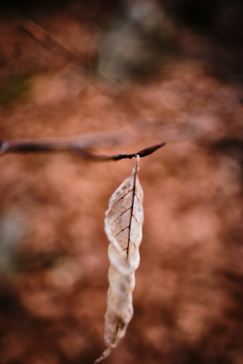 white and brown dried leaf